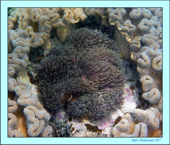 2009    07    Manatabuan 34